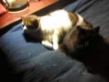 IMG0006A