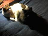IMG0007A
